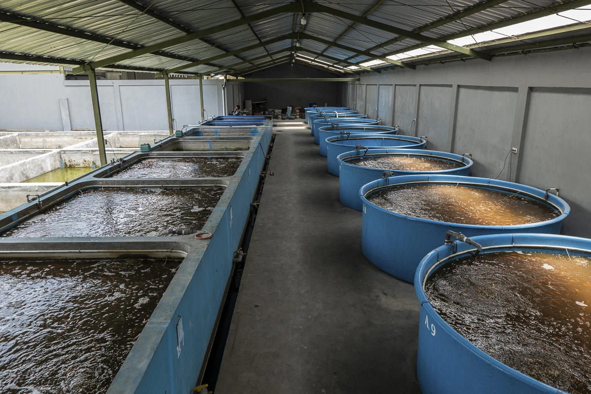 Criação de Tilápia em Caixas D'Água - Estrutura Real